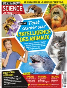 Destination Science Le magazine 7 - Tout savoir sur l'intelligence des animaux. Le magazine de la science pour tous - gravitation quantique à boucle décryptée - le monde après l'Homme - trous noirs - Diverti Editions